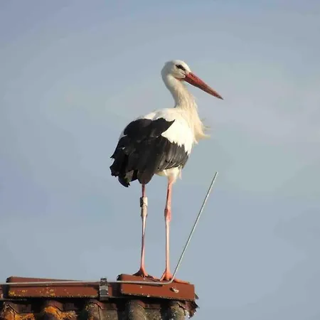 Ferienzimmer Oelhaf In Weiss Self Check-in Mit Key-tresore Wilhelmsdorf (Ravensburg)